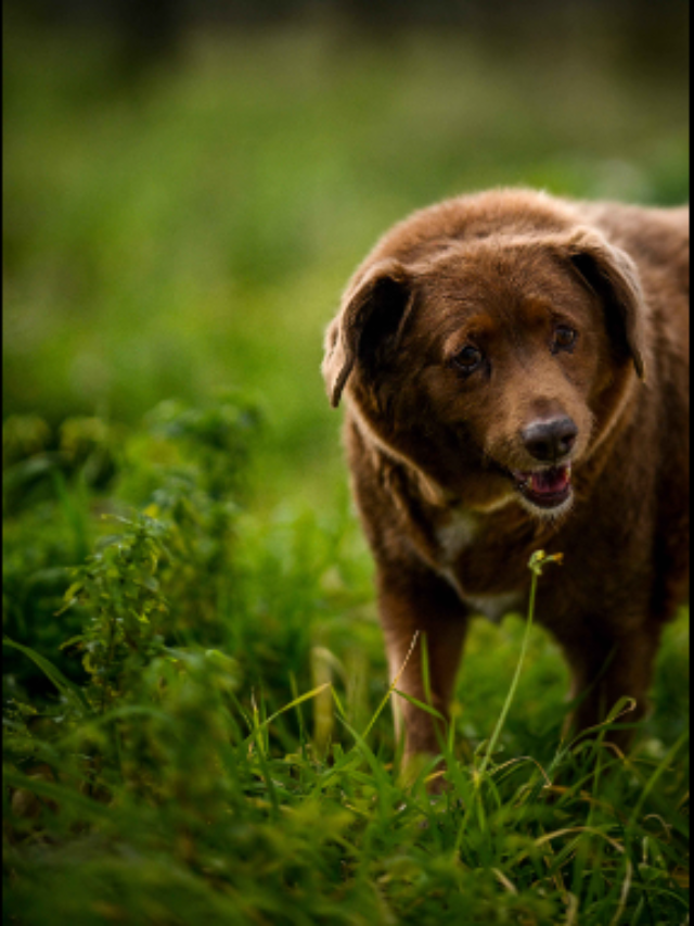 WORLD'S OLDEST DOG BOBI DIES AT AGE 31