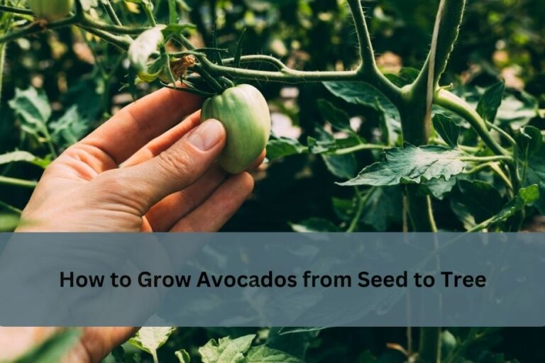 How to Grow Avocados from Seed to Tree