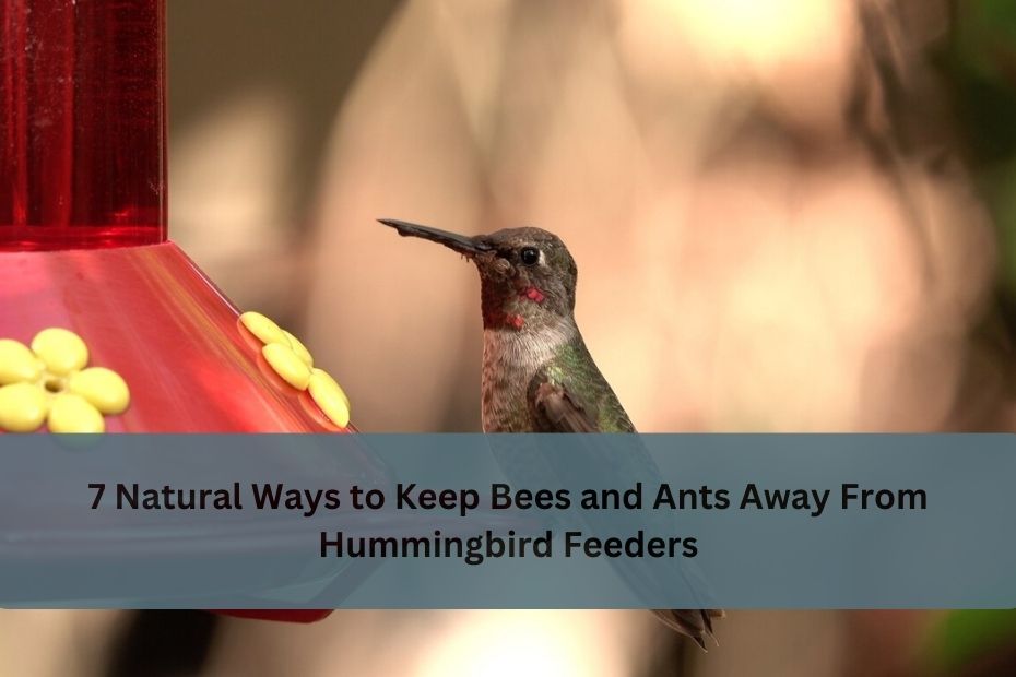 7 Natural Ways to Keep Bees and Ants Away From Hummingbird Feeders