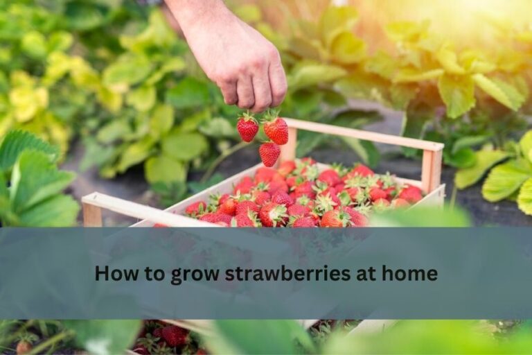 How to grow strawberries at home