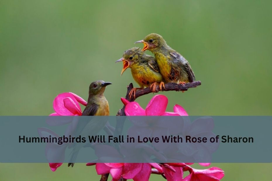 Hummingbirds Will Fall in Love With Rose of Sharon