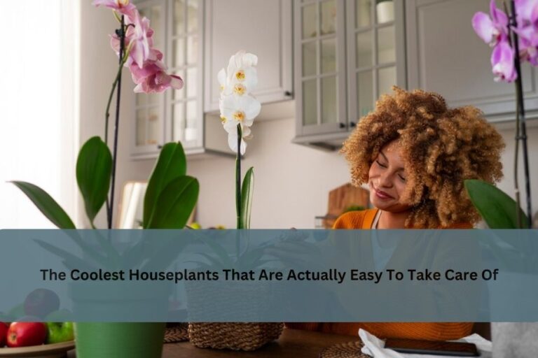 The Coolest Houseplants That Are Actually Easy To Take Care Of