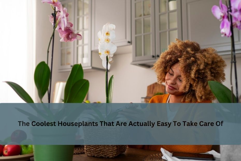 The Coolest Houseplants That Are Actually Easy To Take Care Of