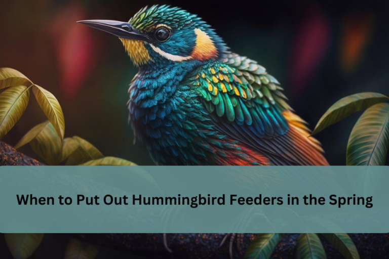 When to Put Out Hummingbird Feeders in the Spring
